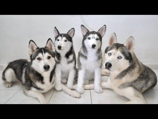 My Huskies Meet Their Husky Twins!