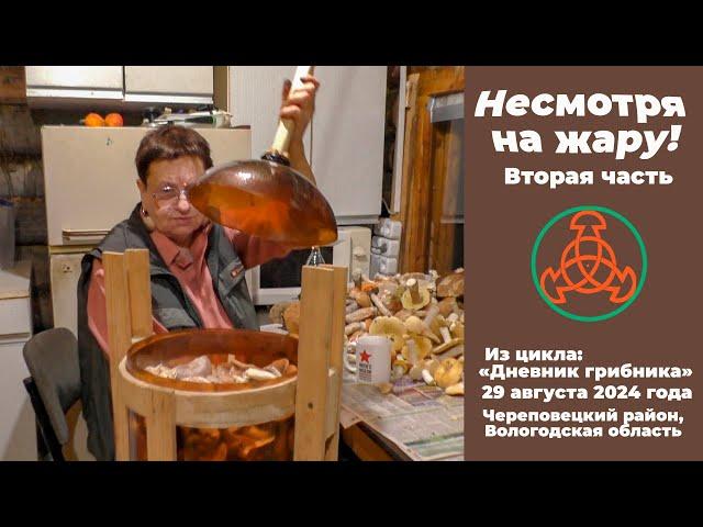 Несмотря на жару! Часть ВТОРАЯ. "Дневник грибника" 29 августа 2024 года.