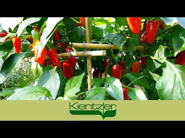 Paprika anbauen auf Balkon, Terrasse und im Garten-Gewächshaus