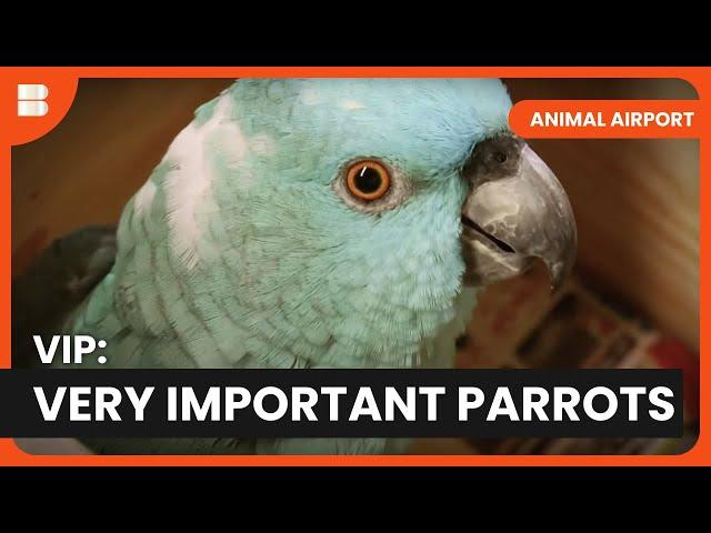 VIP Parrots & Warring Wolves - Animal Airport - S02 EP11 - Animal Documentary