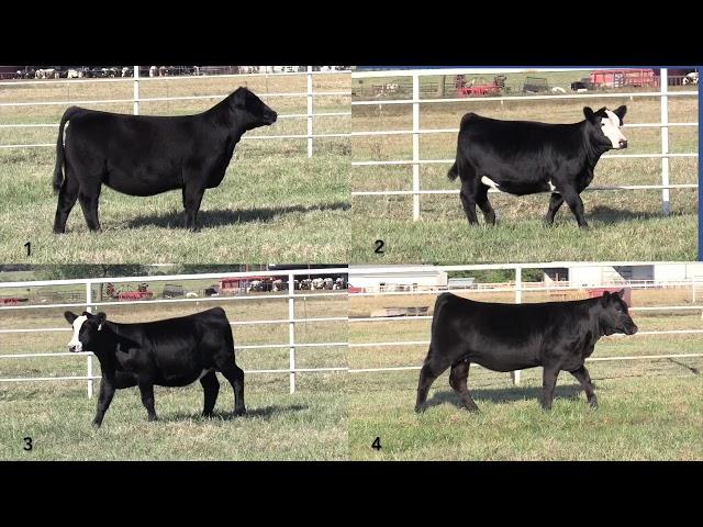 Simmental Heifer Judging Class