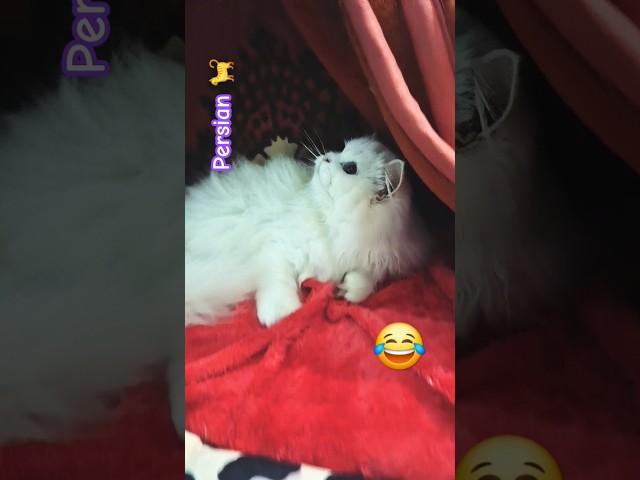 The Cutest Kitten Antics Ever!