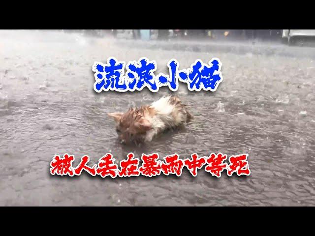 小猫被人丢在暴雨中，凄惨的叫声刺痛人心，命运齿轮却偷偷转动！The kitten was left in the rainstorm, and its sad cry hurt hearts