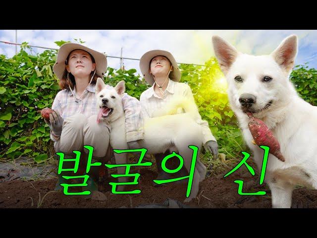 인간보다 고구마 잘 캐는 시골 강아지