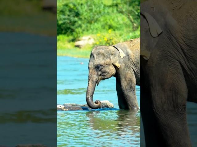 ELEPHANT SHORT 4K ULTRA VIDEO #SaveTheElephants#ElephantConservation#ProtectElephants#MajesticGiants