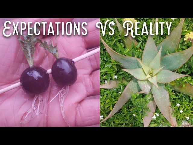 Is growing grape tree or Propagate grape tree from grapes genuine or Fake?(@sisnarith)