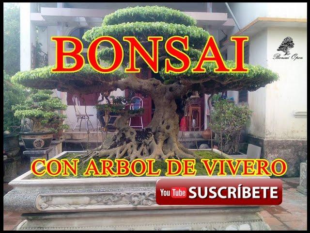 COMO HACER UN BONSAI CON ÁRBOL DE VIVERO