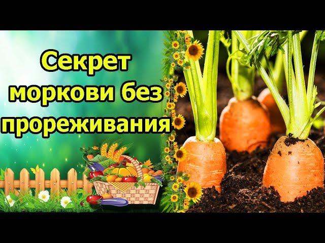 БЫСТРЫЕ, ДРУЖНЫЕ ВСХОДЫ МОРКОВИ БЕЗ ПРОРЕЖИВАНИЯ! ПРОСТОЙ И УДОБНЫЙ СПОСОБ С КИСЕЛЕМ!