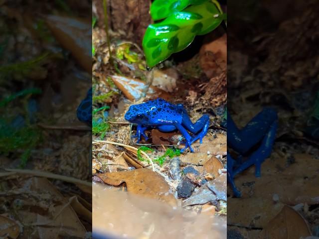 TOUCHING POISON DART FROG#poisondartfrog #dartfrog #frog #reptile #reptileroom #animals #fyp