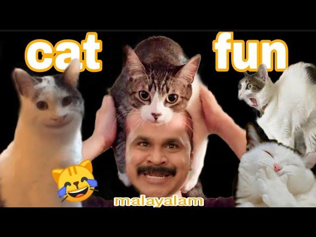 പൂച്ച ser ഒരു കില്ലാടിതന്നെ | cat fun malayalam troll video |funny cats |sarath editzz