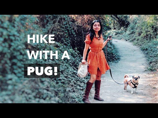 Walk with my Pug: Bay Area Nature Travel | Introduction Video