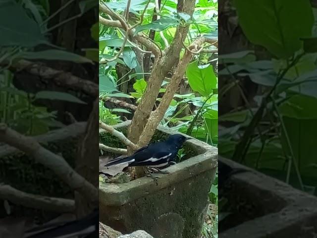 Oriental Magpie-Robin | Copsychus Saularis | Polkichcha-Sri Lanka | #nature #shorts #birds #animals