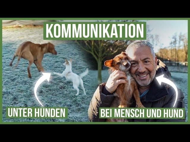 Mit DEINEM Hund richtig kommunizieren!  DAS solltest Du beachten...