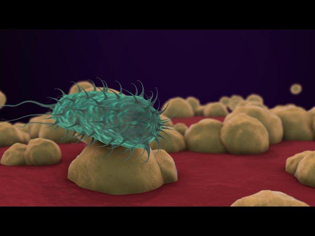 Bacteria 3D Animation