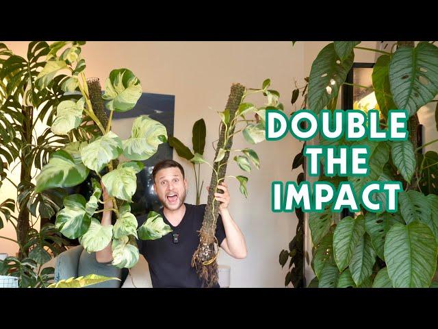 GIVING MY LARGE MANJULA POTHOS THE CHOP - chop & extend tutorial with a twist