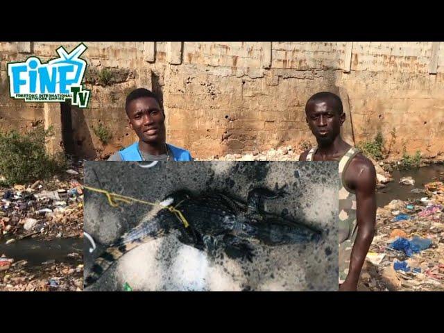 Crocodile Captured alive in Freetown Sierra Leone