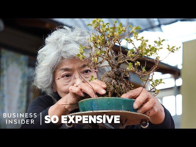 Why Bonsai Are So Expensive | So Expensive