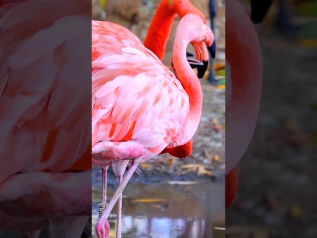 AMAZING American Flamingo Bird Facts You Need to Know!