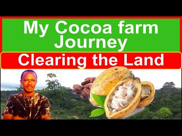 How to start a cocoa farm