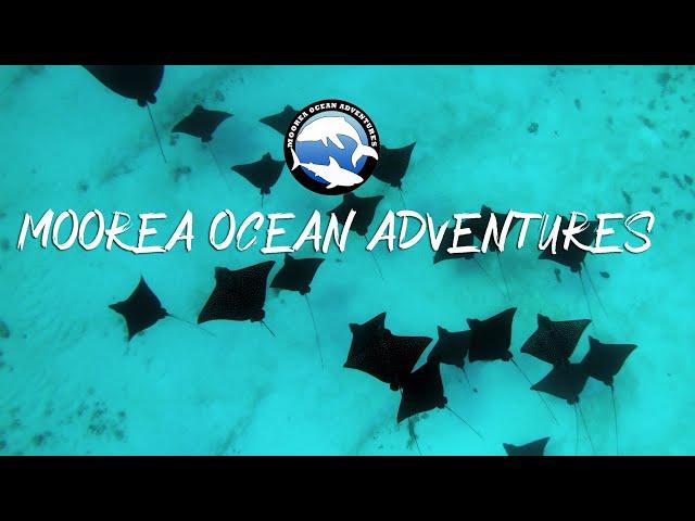 Moorea Ocean Adventures - Discover Moorea Island on a boat