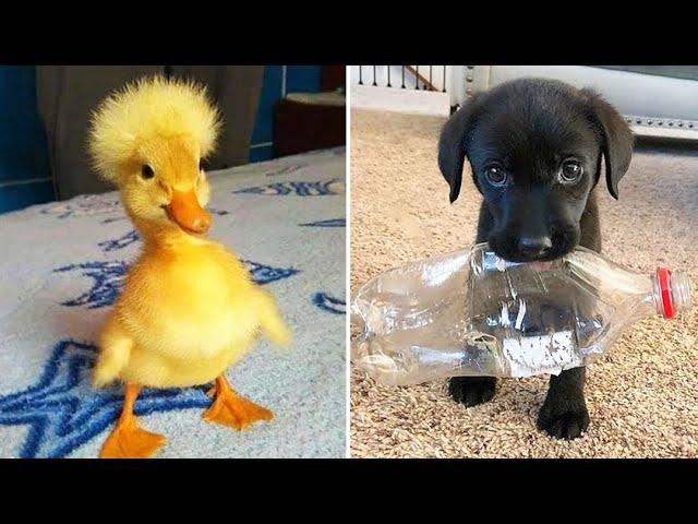 Funniest Animals 2024  Best Funny Cats and Dogs  Part 23 | Cute Baby Dogs