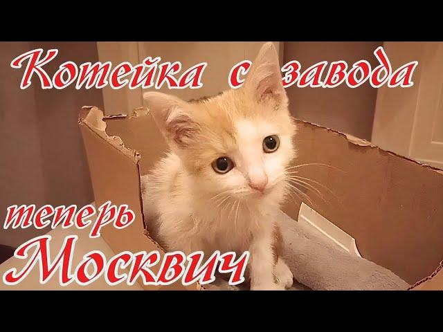 Котейка с завода теперь Москвич.