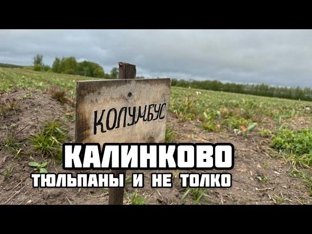 Тюльпаны в Калининграде