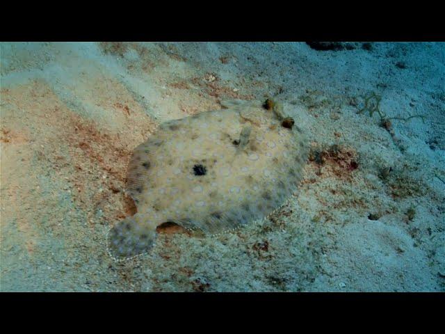 5 Fascinating Flounder Facts You Need to Know!