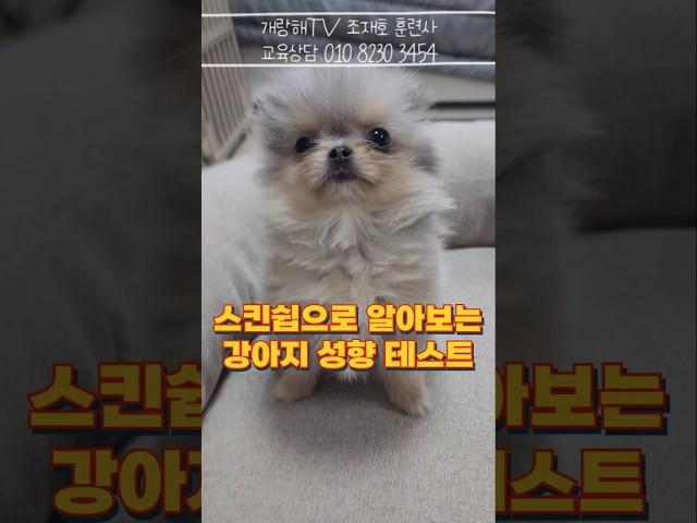 스킨십으로 알아보는 강아지 승질 머리 테스트!