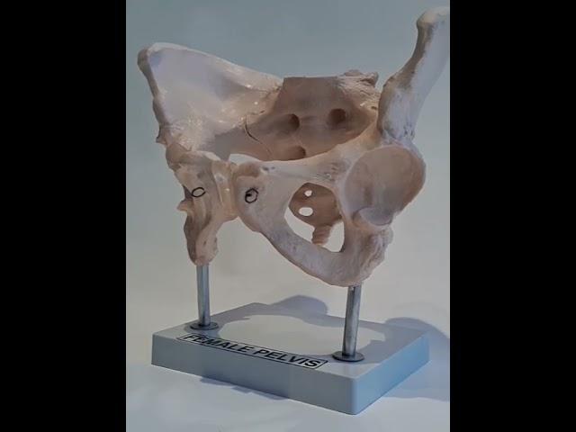 Human Anatomy Model Female Pelvis  #anatomy #humananatomy #artsy #educational #lunganatomy #medical