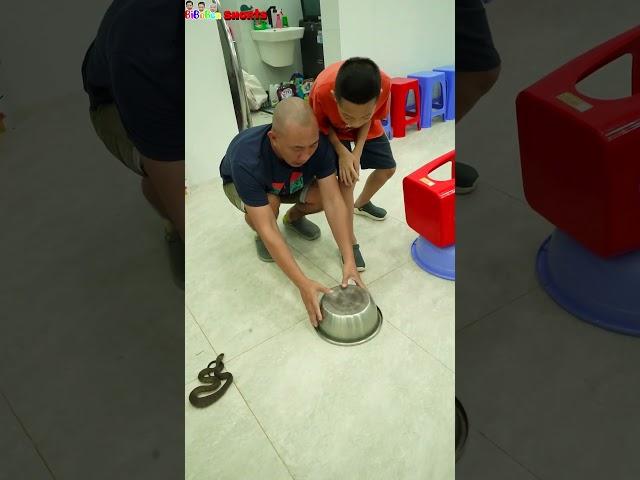 Funny video | Rescue cute cats #shorts #funny