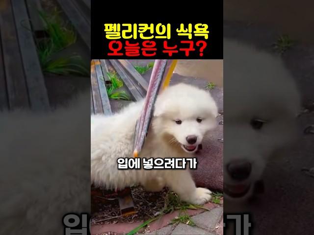 펠리컨의 식욕 오늘은 누구?