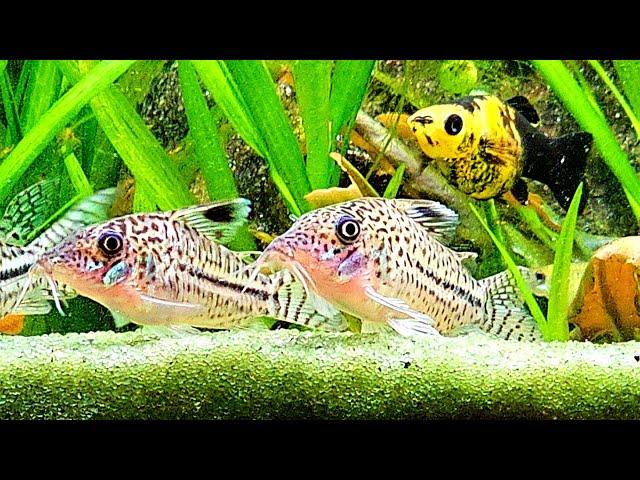 FRESHWATER FISH AQUARIUM LIVE STREAM & Relaxing Water Sounds For Sleeping