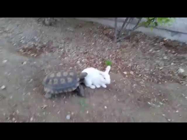 Funny Turtle Chasing Cute Bunny