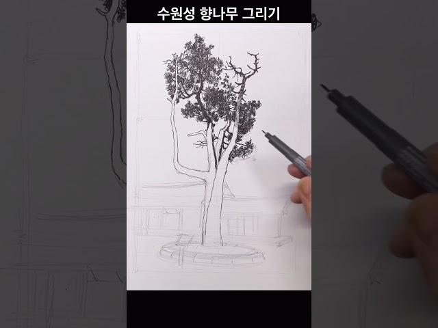 나무그리기#수원성향나무#drawing #그림독학 #티노씨실시간