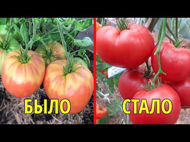 ПОЛИВАЮ этим ТОМАТЫ и они КРУПНЫЕ ВКУСНЫЕ, без вершинной гнили и желтых пятен