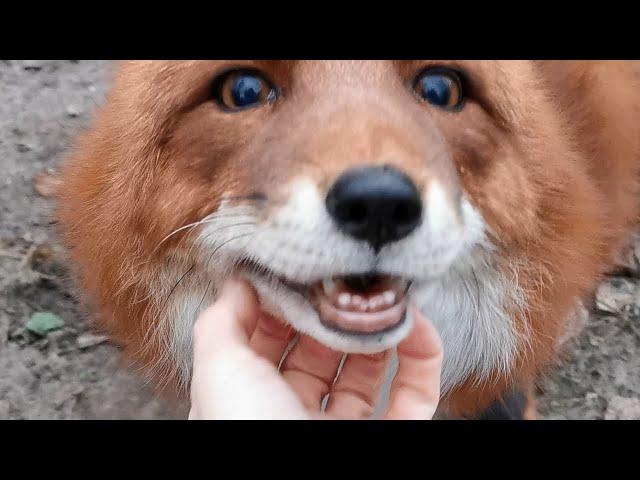 It warms my heart то to see happy foxes rescued from a fur farm