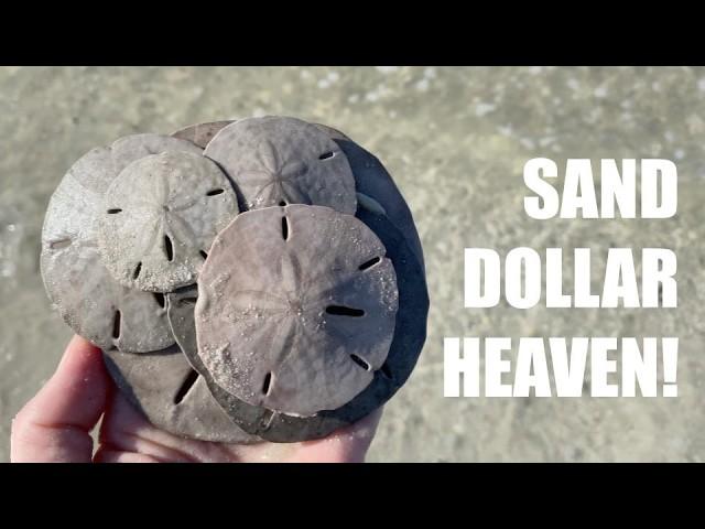 I found sand dollars everywhere! Fort Myers Beach has so many treasures!