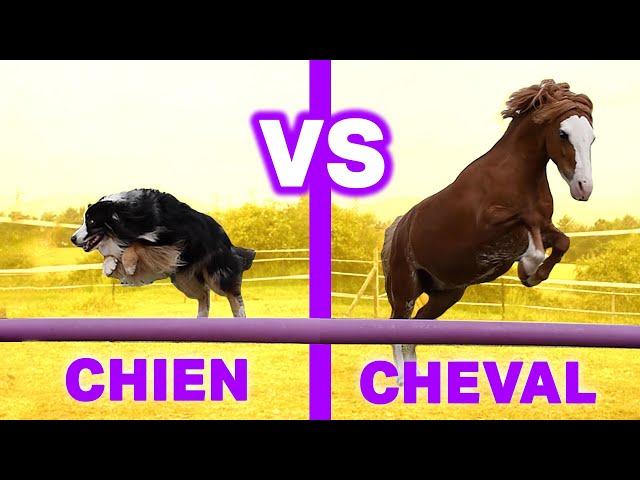 CHIEN VS CHEVAL : LE MEILLEUR AMI DE L'HOMME