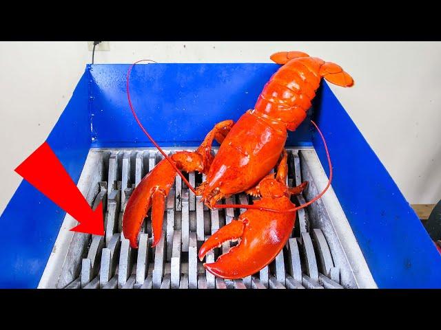 SHREDDING A GIANT LOBSTER!  SOFT and CRUNCHY THINGS SHREDDED! ASMR SOUNDS EXPERIMENT