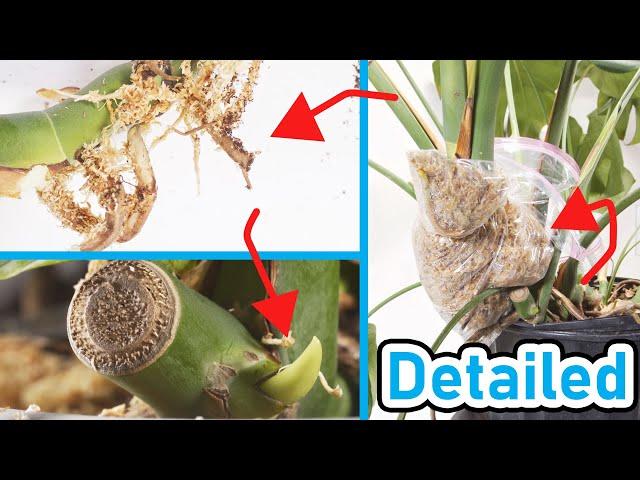 How To Air Layer Propagate A Monstera Deliciosa ( LOW RISK )