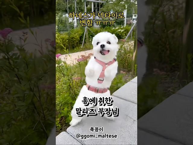 #부장님 재질의 #강아지 (+만드는방법댓글)