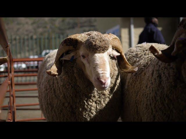 The National Merino Auction 2024