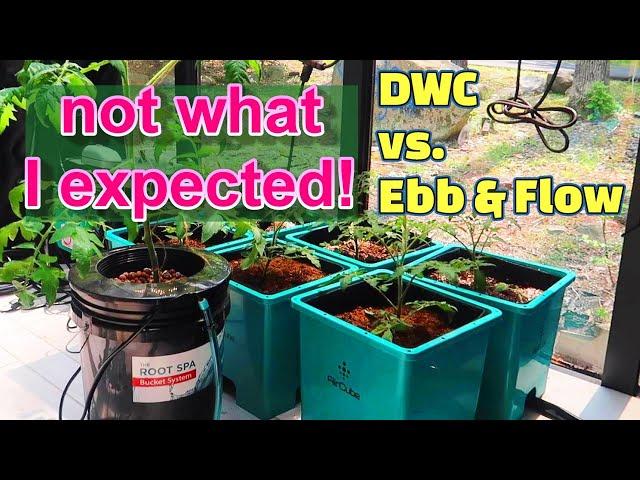 Growing Tomatoes Using DWC vs Ebb and Flow Air Cube from GrowAce