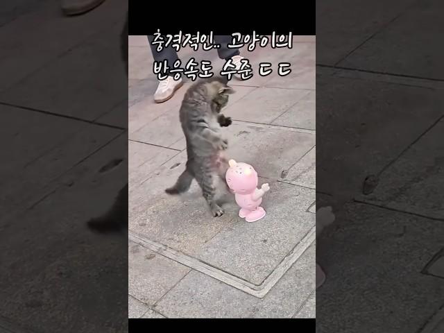 고양이의 충격적인 반응속도 수준 ㄷ ㄷ