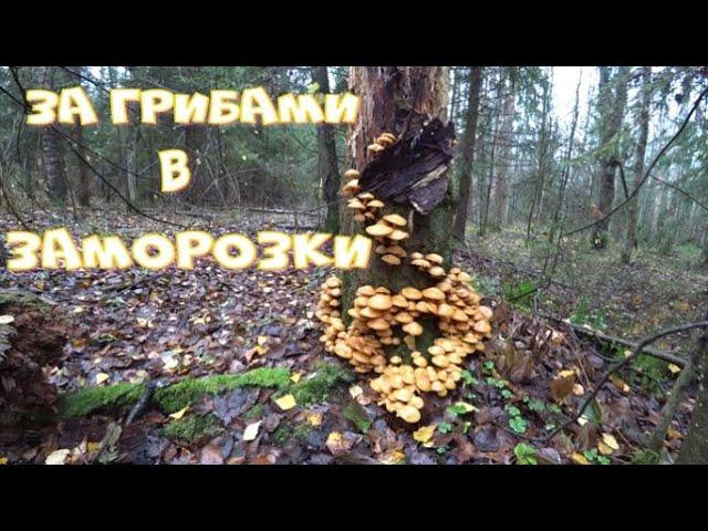 Какие грибы растут после заморозков?В лес после морозной ночи!Грибы заправленные зимним антифризом!