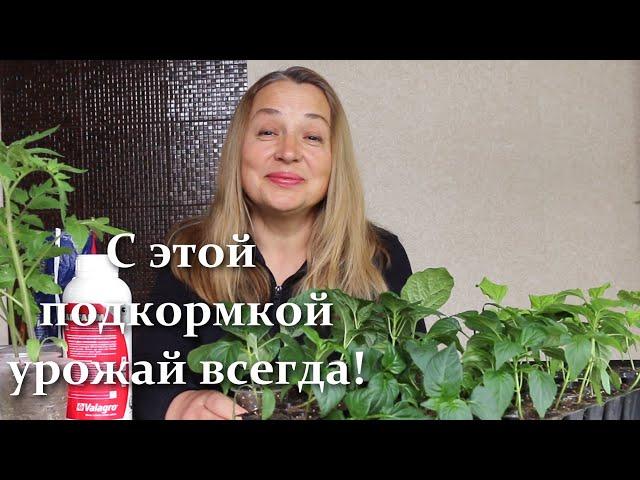 Cрочно сделайте эти подкормки! Рассада сладкого перца и баклажанов растет на глазах!