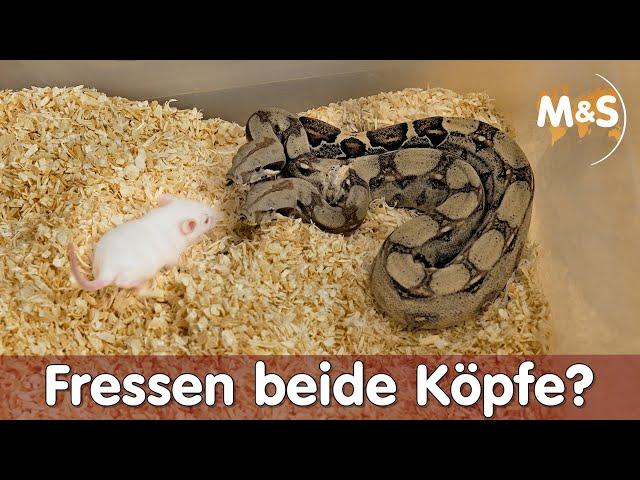 Zweiköpfige Boa / Hydra füttern | Fressen beide Köpfe? | Reptil TV