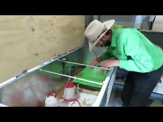 How to Set up a Chicken Brooder Box