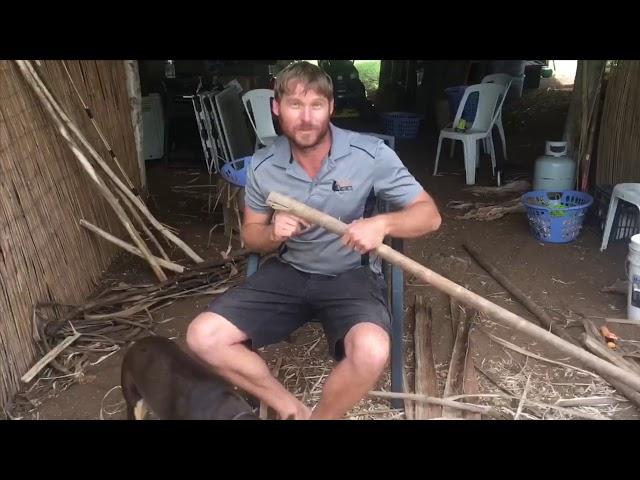 How to peel multiple strips of innerbark for cordage.